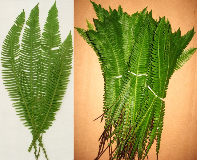 Deer Fern Small case 150 stems